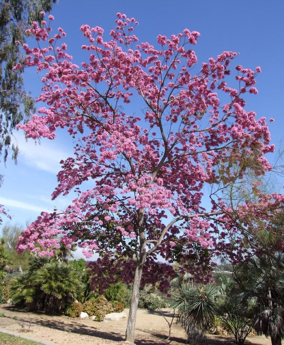Tabebuia rosea